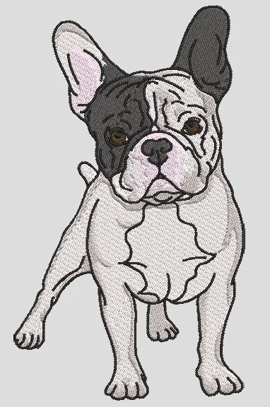 Bouledogue Français